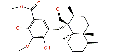 Smenohaimien D